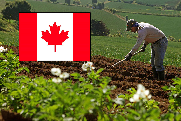 Cómo conseguir trabajo como jornalero agrícola de México a Canadá
