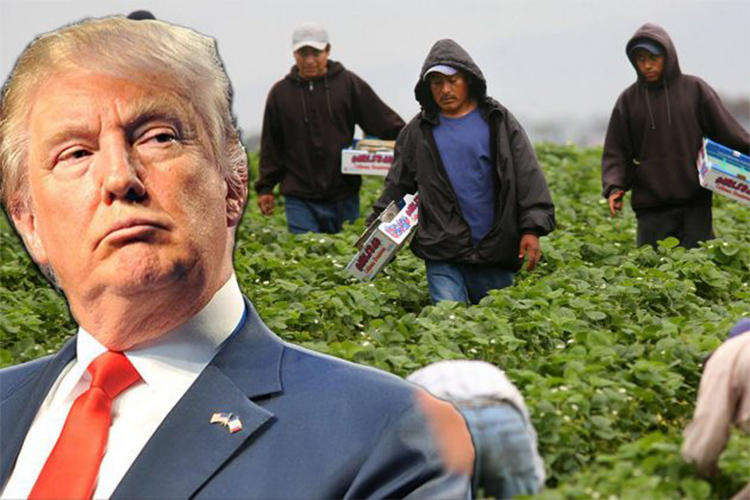 De la A a la Z: ¿Cuáles son las leyes y órdenes de Trump que amenazan a los migrantes?