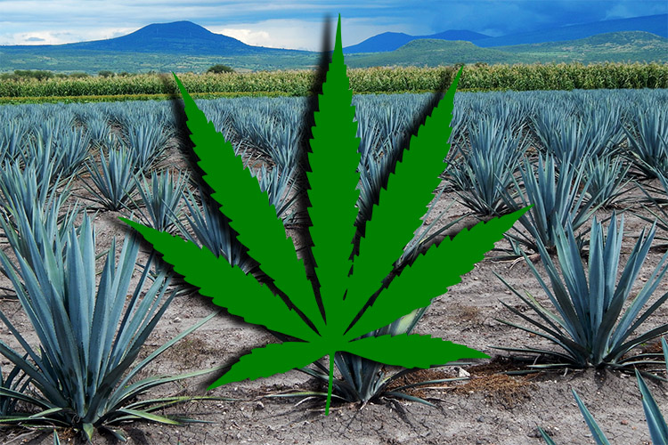 ¿Agave o marihuana?