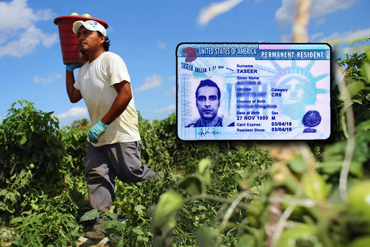 'Blue Card': La iniciativa para proteger a los trabajadores agricolas indocumentados