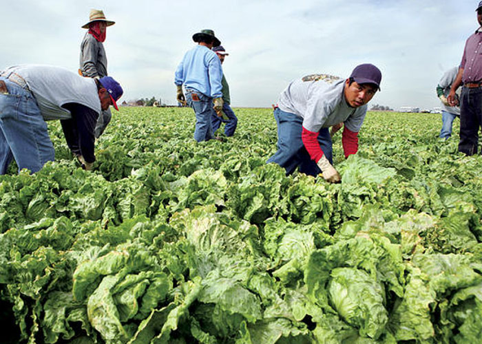 Los trabajadores agrícolas de California pueden ahora laborar con mayor seguridad