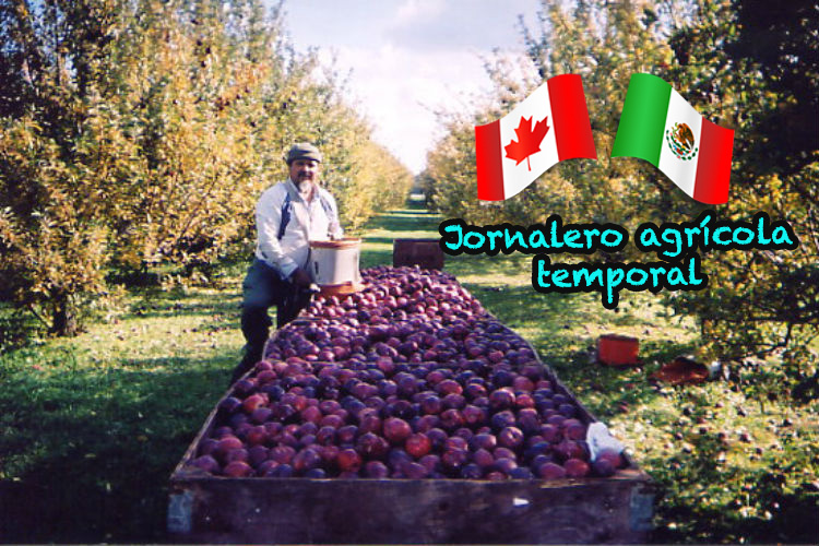 El Programa de Trabajadores Agrícolas Temporales México-Canadá es una alternativa ordenada, legal y segura para los mexicanos que busquen ganar más