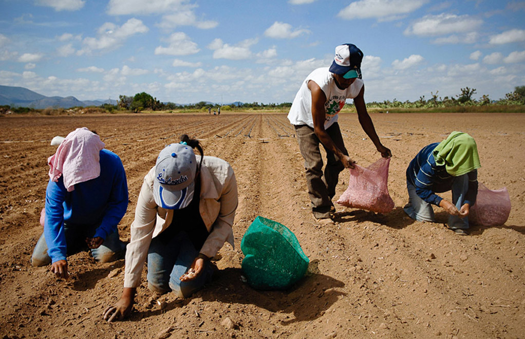De 2012 a la fecha alrededor de 130 mil mexicanos han participado en el Programa de Trabajadores Agrícolas Temporales (PTAT).