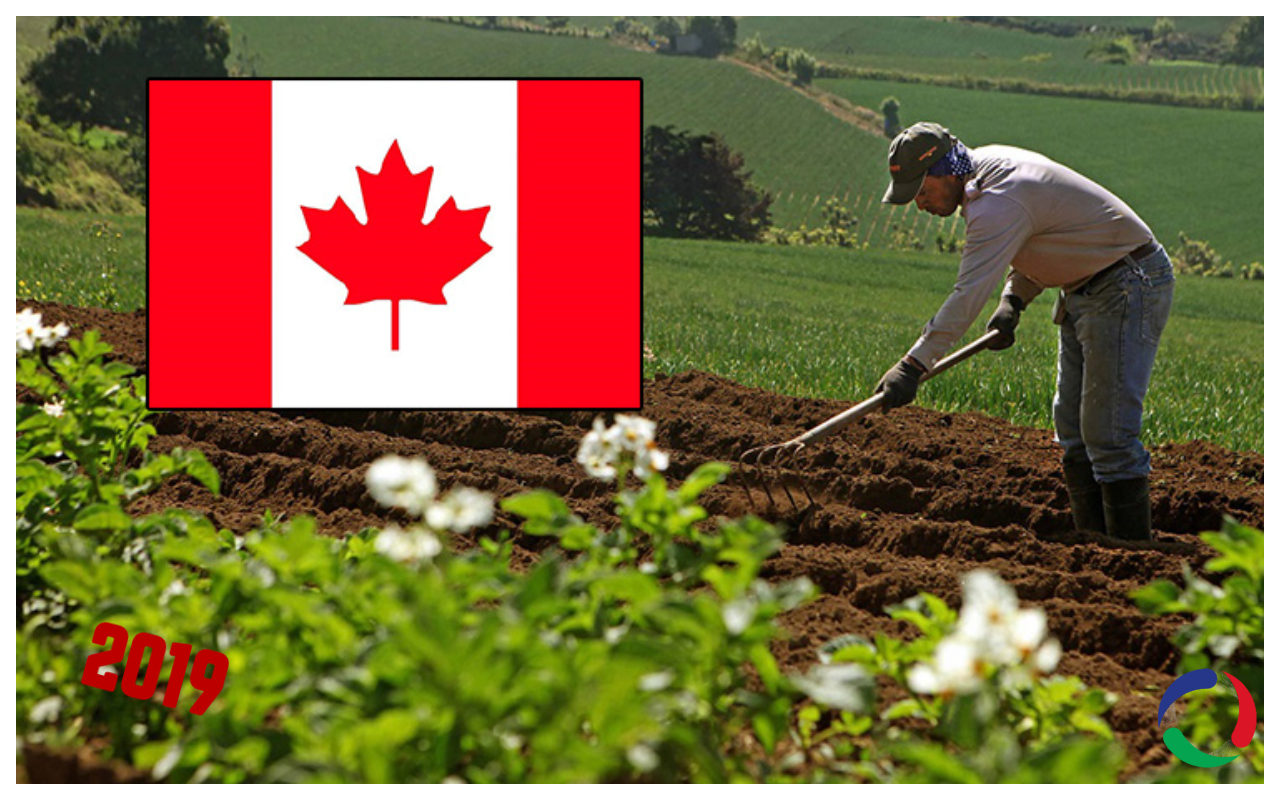 No esperes más, trabaja como jornalero agrícola en Canadá este 2019
