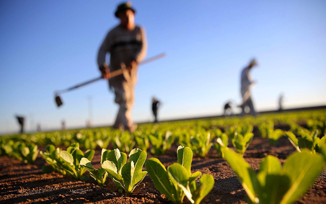 Trump destinará 16 mil millones de dólares a la agricultura de su país