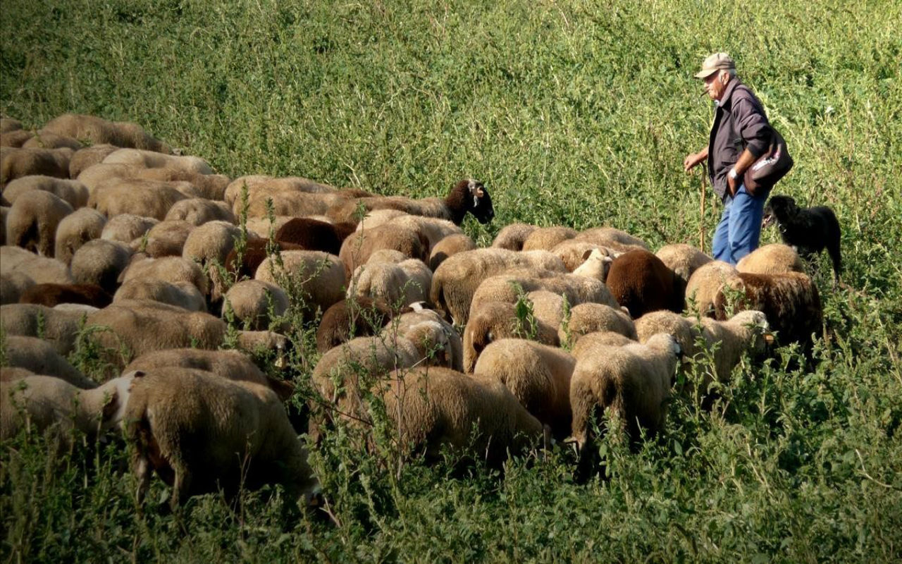Los cambios de USCIS para las visas H-2 que son pastores de ovejas/cabras solo podrán desempeñarse en puestos de pastoreo temporales y/o de estación.