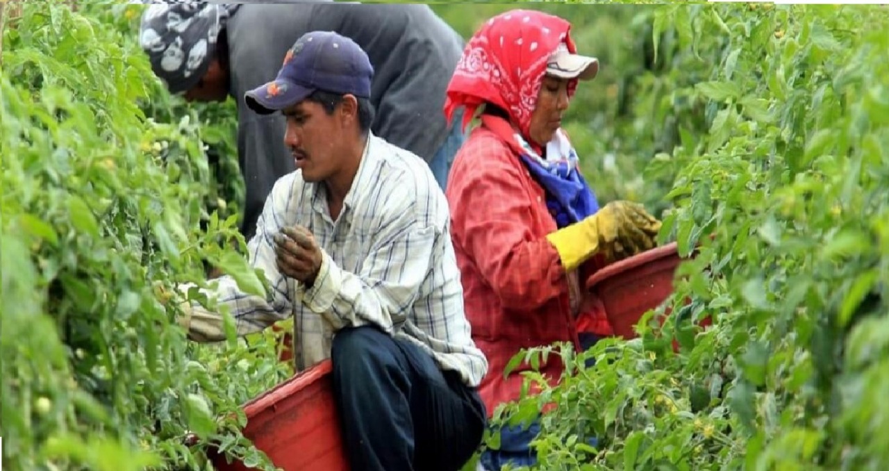Proyecto de ley permitiría a 1.4 millones de trabajadores agrícolas indocumentados contar con un permiso para laborar