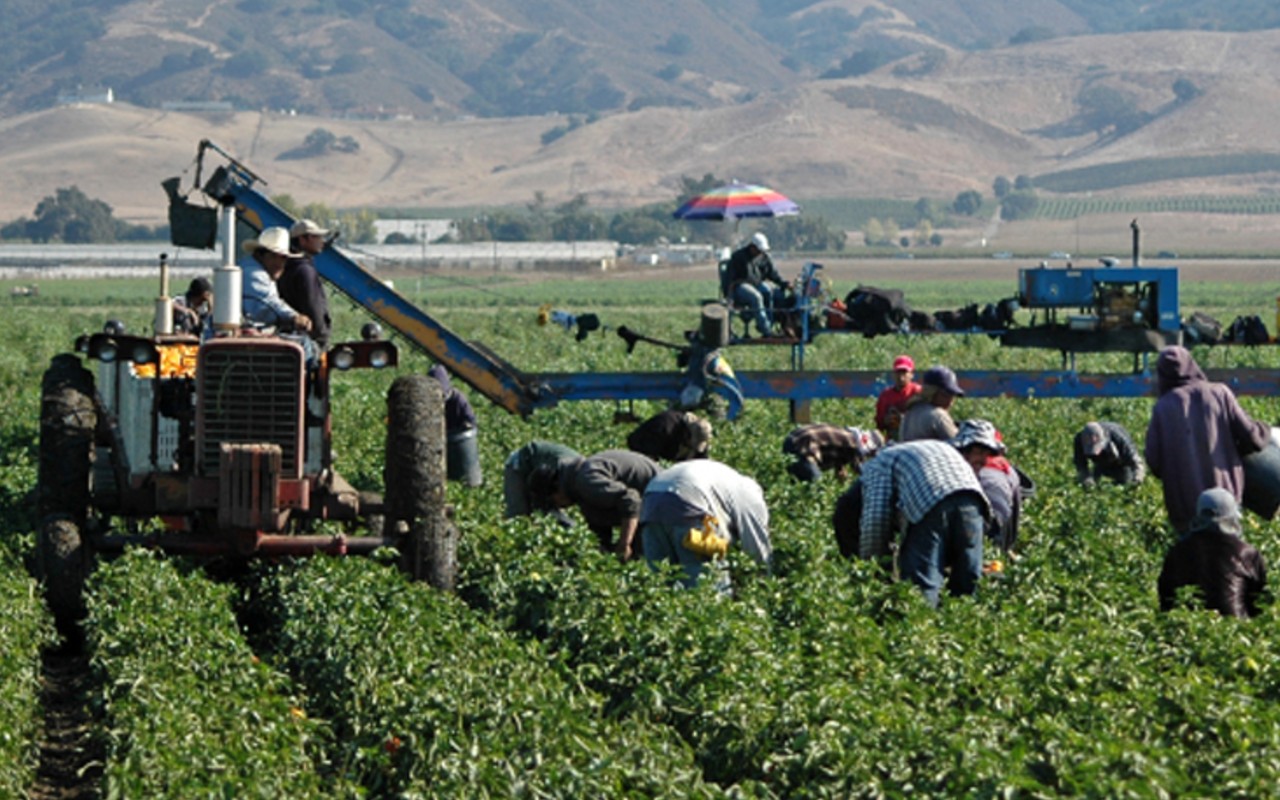 trabajadores agrícolas en cultivo