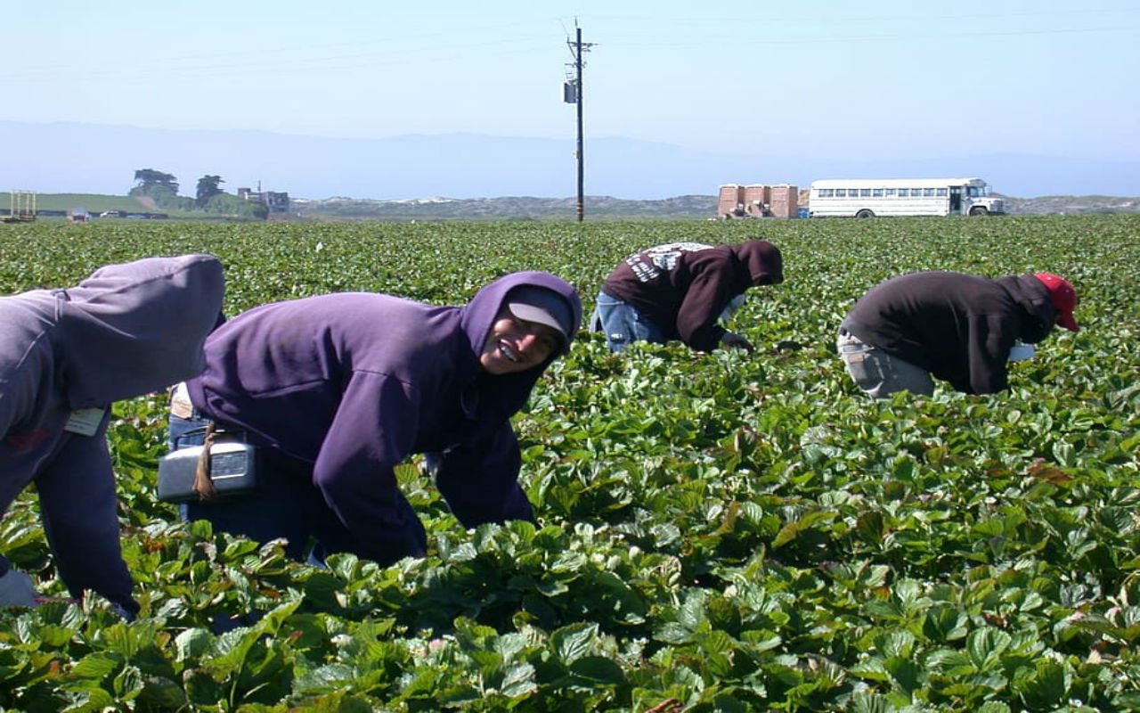 Zacatecas reclutará a 40 trabajadores agrícolas para trabajar en Estados Unidos