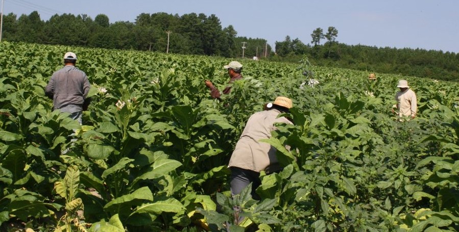 Precarias condiciones de trabajadores agrícolas los hace más vulnerables al coronavirus