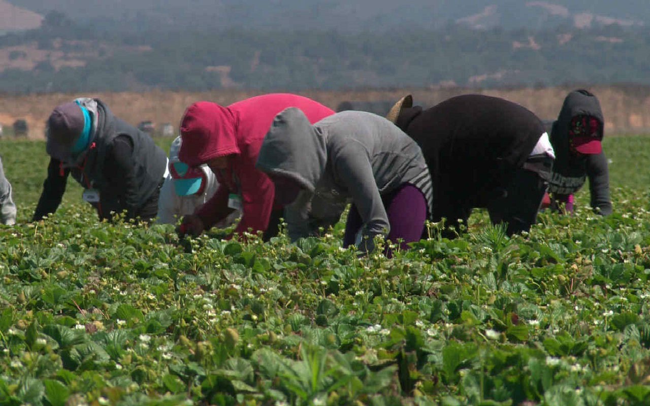 Trabajadores agrícolas en el campo