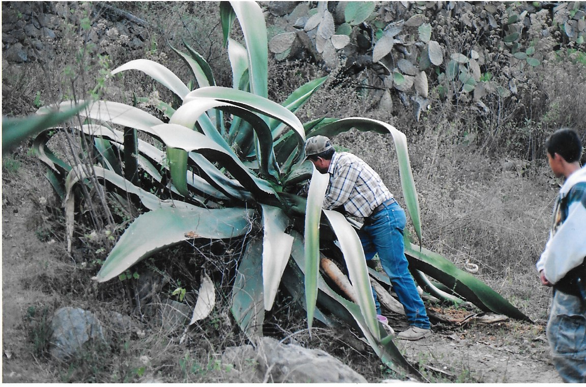 El puque es una de las herencias gastronómicas del México prehispánico más famosas. | Foto: Abel Domínguez / Conexión Migrante.