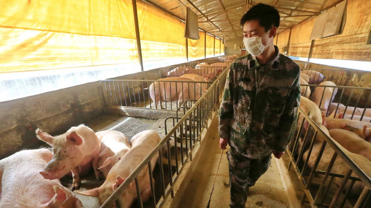 China detecta el nuevo virus G4-EA-H1N1 que tiene riesgo de pandemia