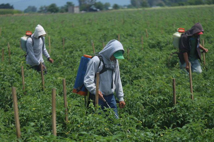 México y Canadá reanudan el Programa de Trabajadores Agrícolas Temporales