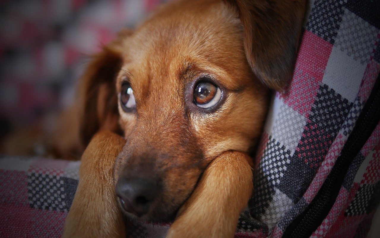 ¿Por qué se celebra el Día Mundial del Perro el 21 de julio?