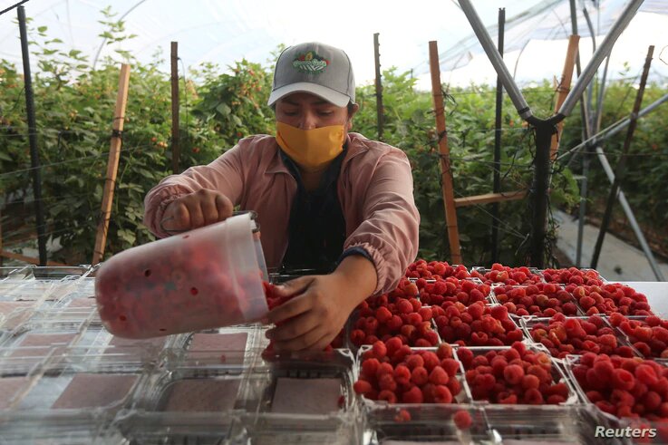 Muchas organizaciones para la defensa de los derechos de los trabajadores del campo han denunciado que no siempre cuentan con los recursos para la debida protección de las personas. Foto: Reuters, VOA.