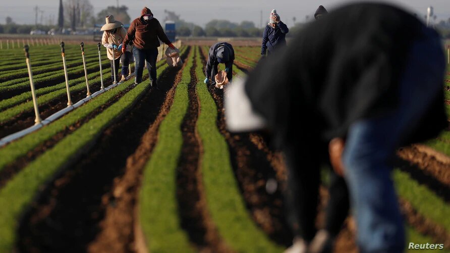 Los trabajadores agrícolas forman parte de la población vulnerable debido a las malas condiciones en las que trabajan | Foto: VOA / Reuters.