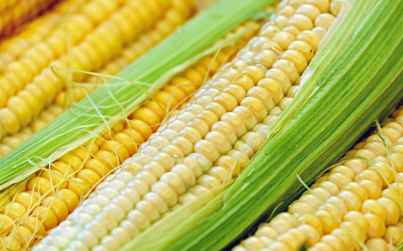 Para 2024 México no tendrá más importaciones de maíz transgénico