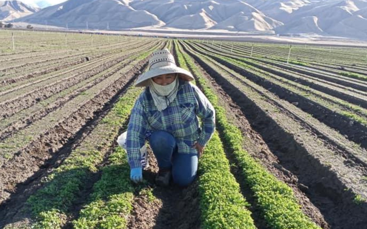 El siguiente paso para la propuesta de ley para trabajadores agrícolas es ser votada en el Senado | Foto: @UFW