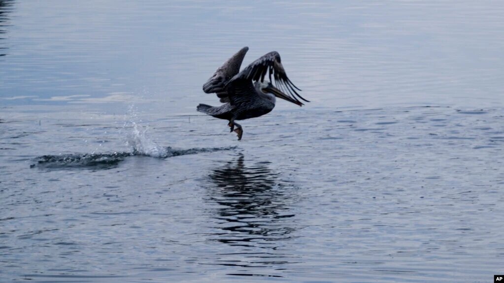 Un pelicano salta sobre el mar cubierto de petróleo en las costas de California. | Foto: VOA/AP.