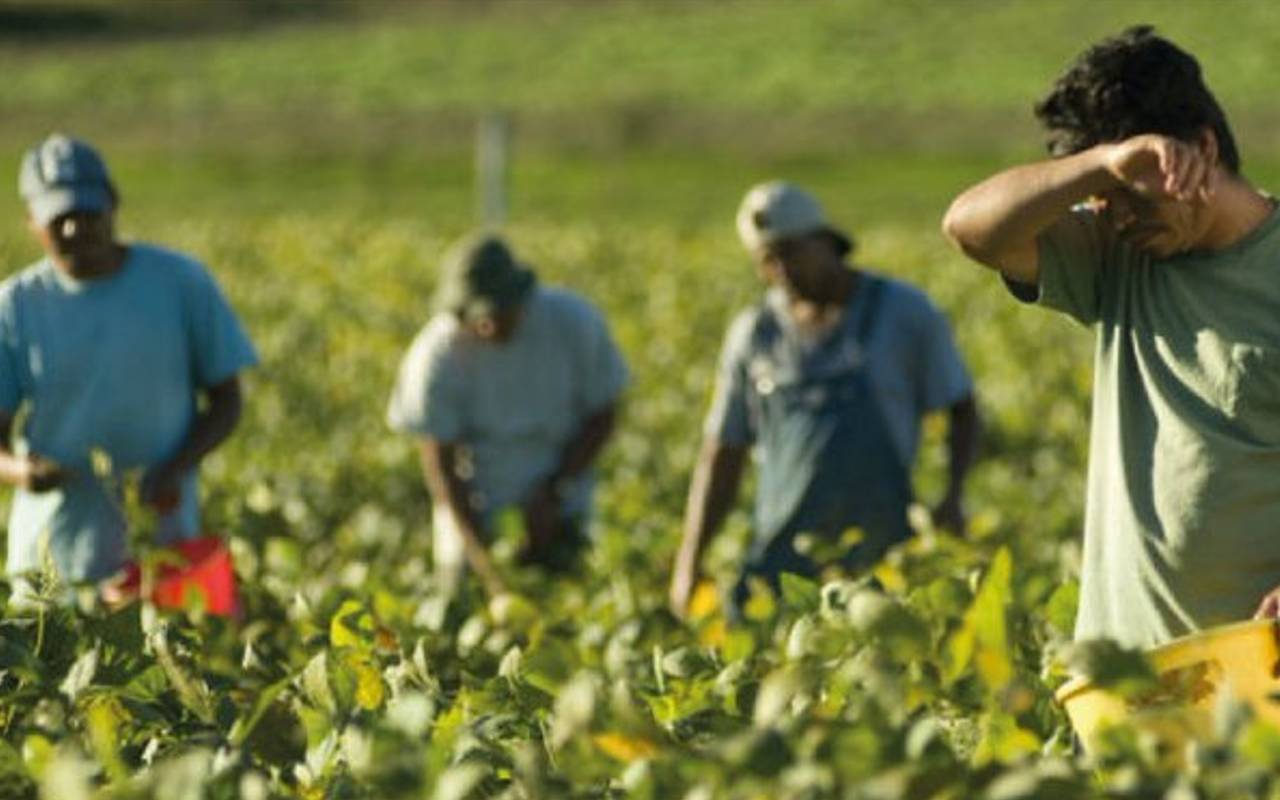 Mejoran los salarios de trabajadores agrícolas en Baja California, según estudio del Colef y CIESAS. | Foto: Cortesía del Colef.