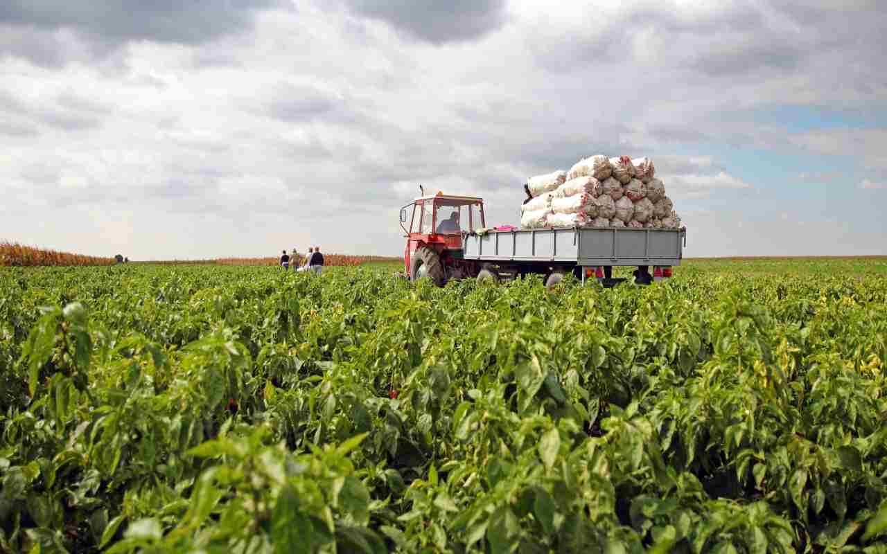 Los trabajadores agrícolas en USA tienen derechos que deben conocer. | Foto: Depositphotos