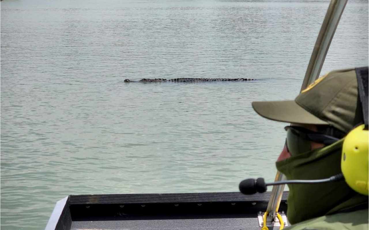 En 2021, texanos propusieron liberar cocodrilos en el Río Bravo | Foto: CBP