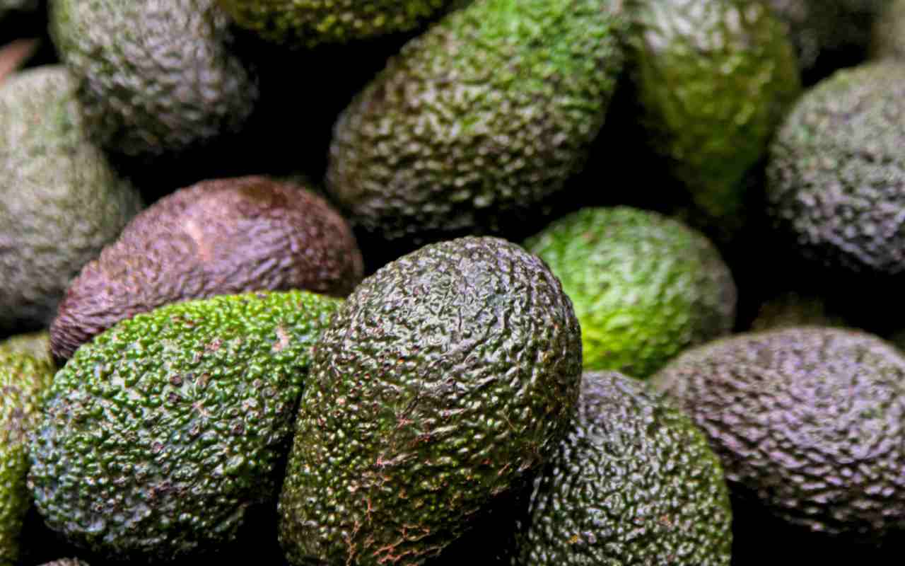 Jalisco hizo su primera exportación del aguacate mexicano a Estados Unidos. | Foto: Depositphotos