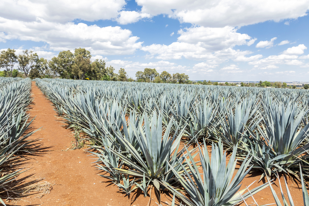 SRE va a proteger el tequila jalisciense en mercados internacionales