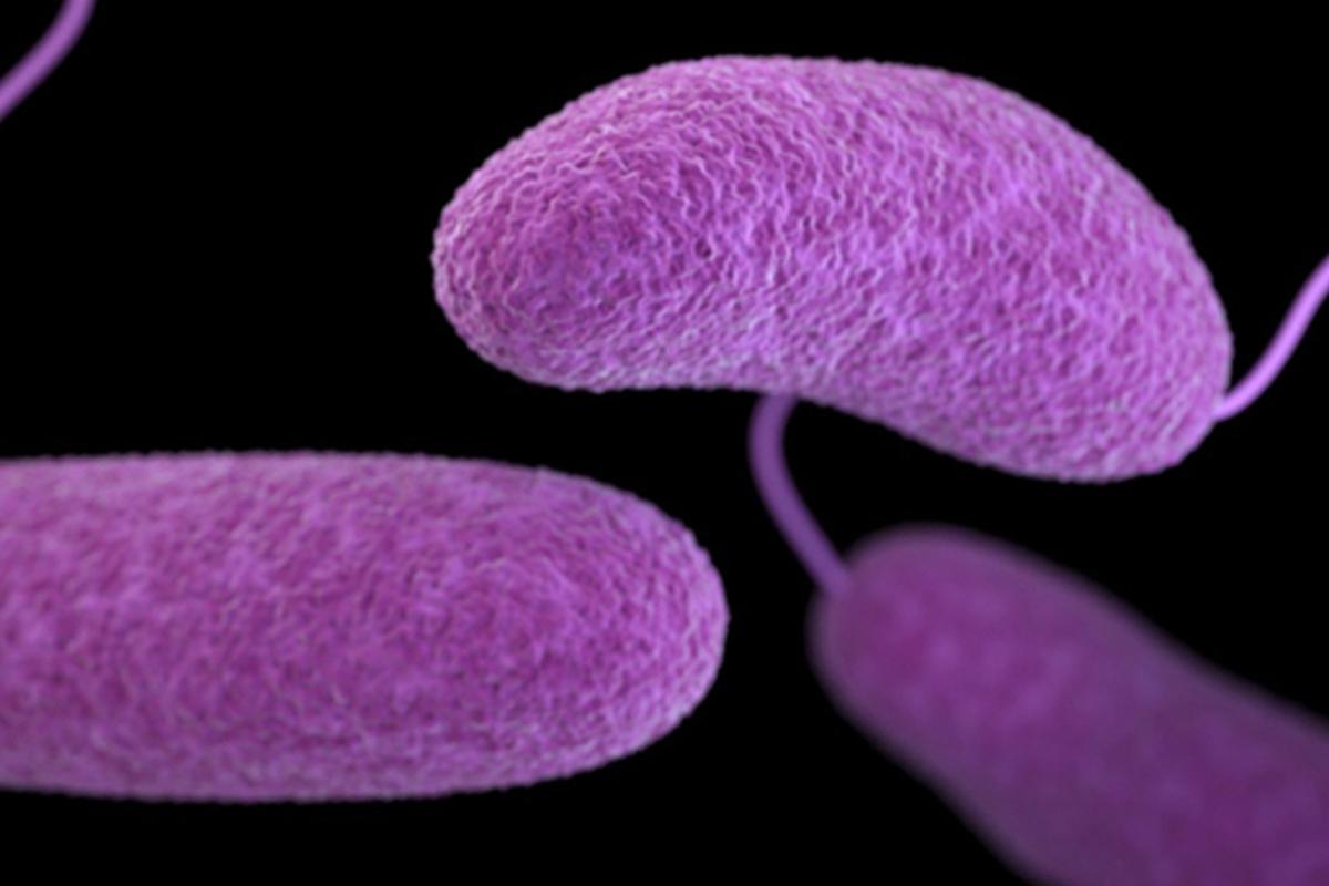Los casos de personas infectadas por la bacteria Vibrio vulnificus, apodada como “bacteria come carne”, han aumentado | Foto: Especial