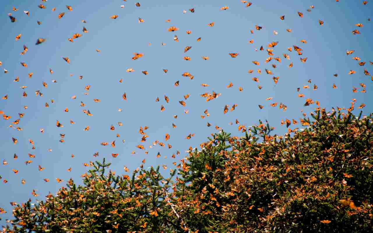Las mariposas monarcas están llegando a Michoacán. | Foto: Depositphotos