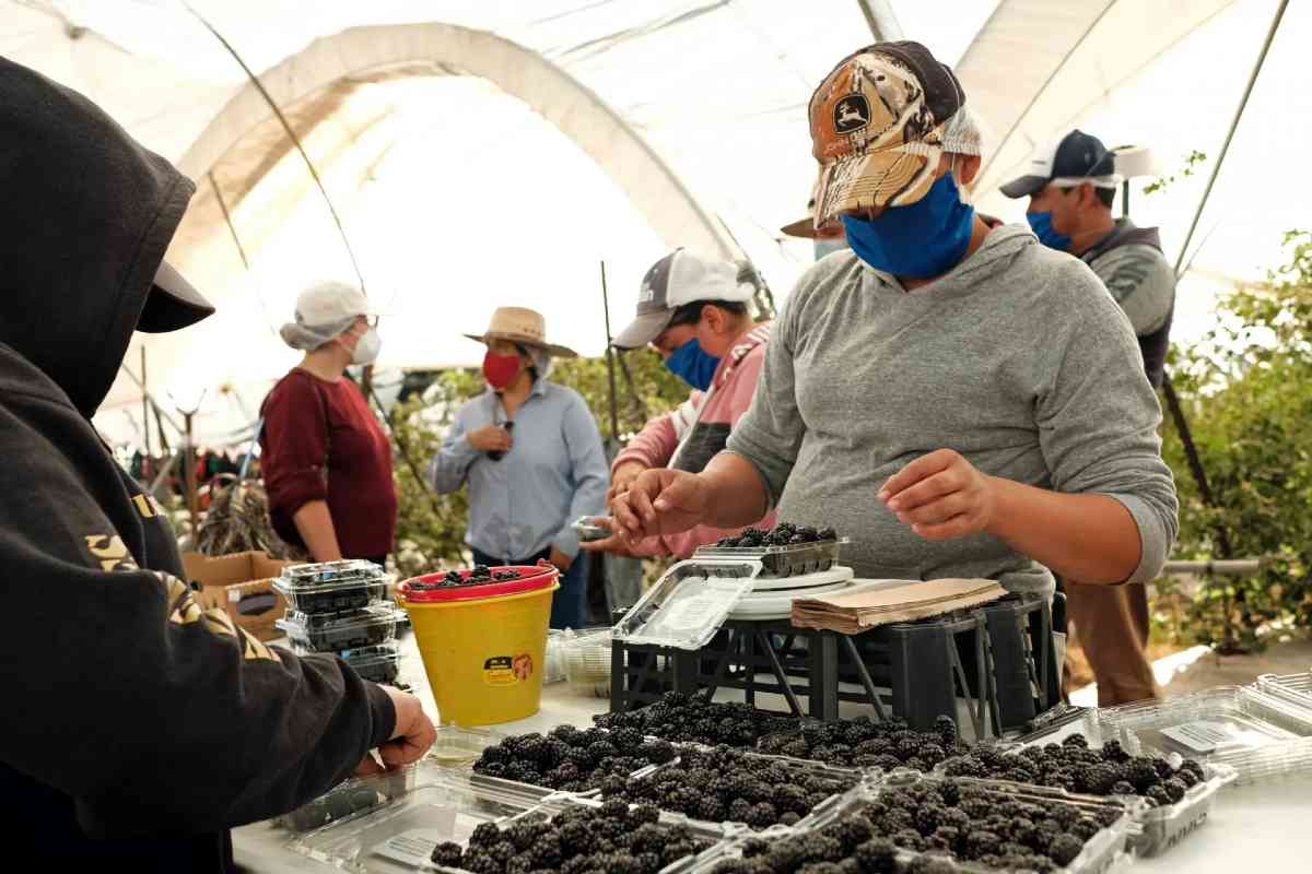 Trabajadores del capo dedicados a la industria de las berries. | Foto: