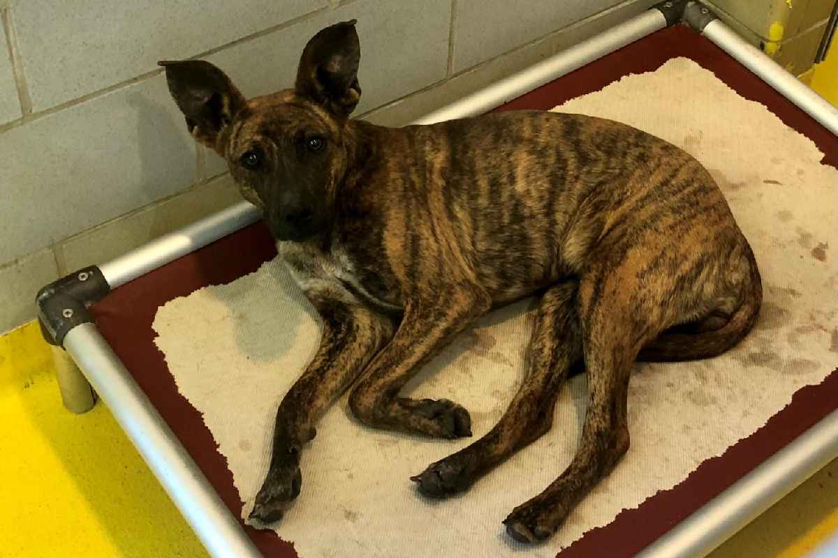Refugio de mascotas en Dallas ofrece 150 dólares por dar hogar temporal a los perritos. | Foto: Dallas Animal Service.