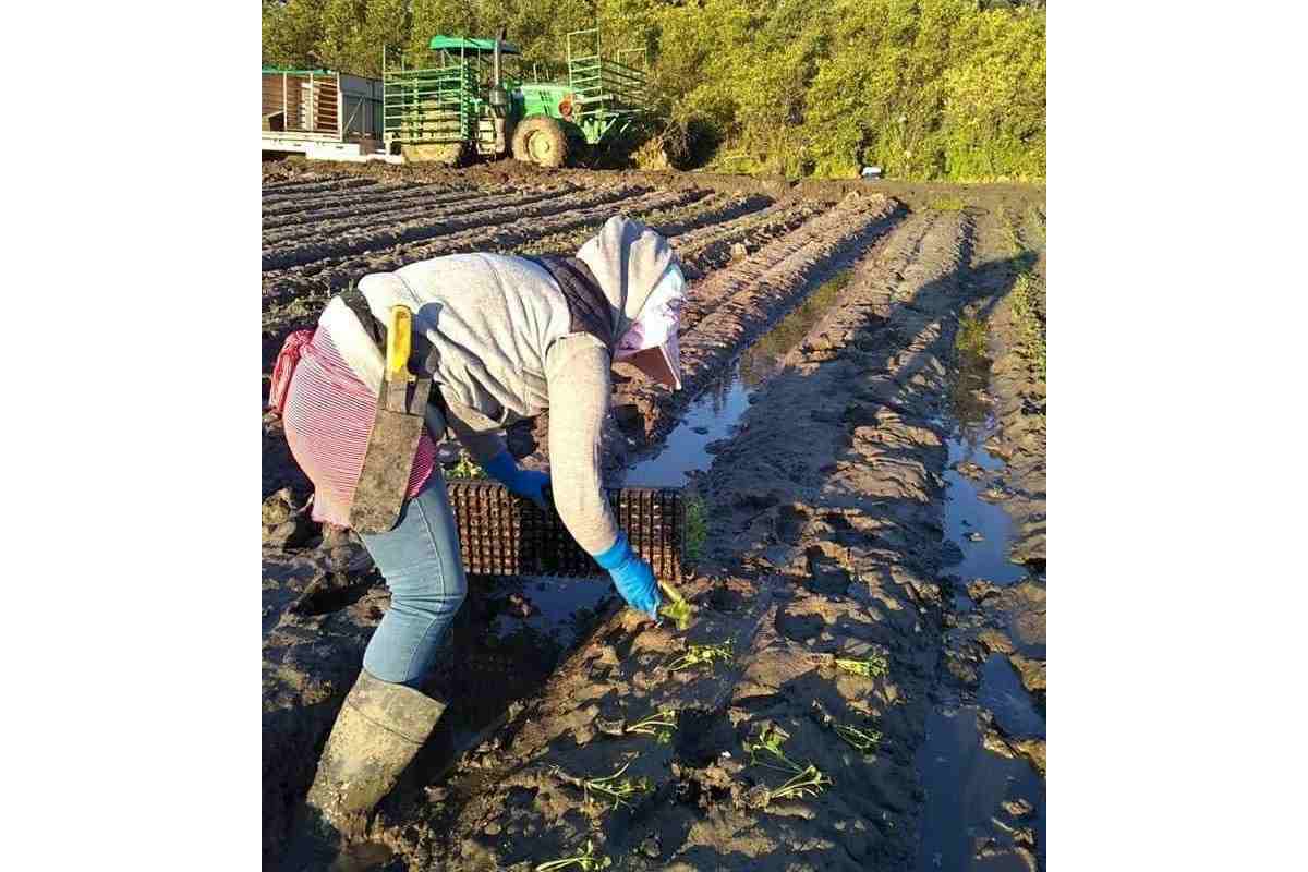La mayoría de los trabajos temporales son en el campo. | Foto: United Farm Workers / Twitter.