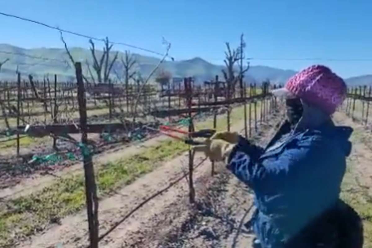 Foto: United Farm Workers