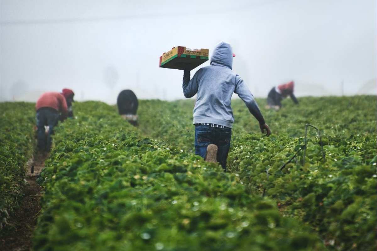 El visas H-2A para trabajadores agrícolas permite a los empleadores llevar a personas para trabajar en el campo | Foto: Especial