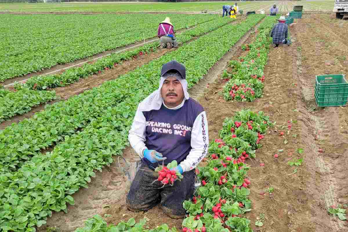 Esta empresa ofrece trabajo en Canadá cultivando frutas y verduras en el campo. | Foto: United Farm Workers / Twitter.