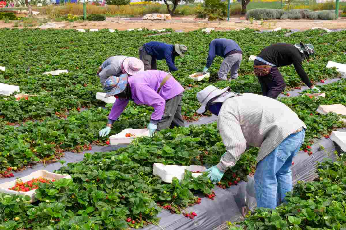 Por ley antiinmigrante baja mano de obra migrante en Florida pero aumenta en Texas