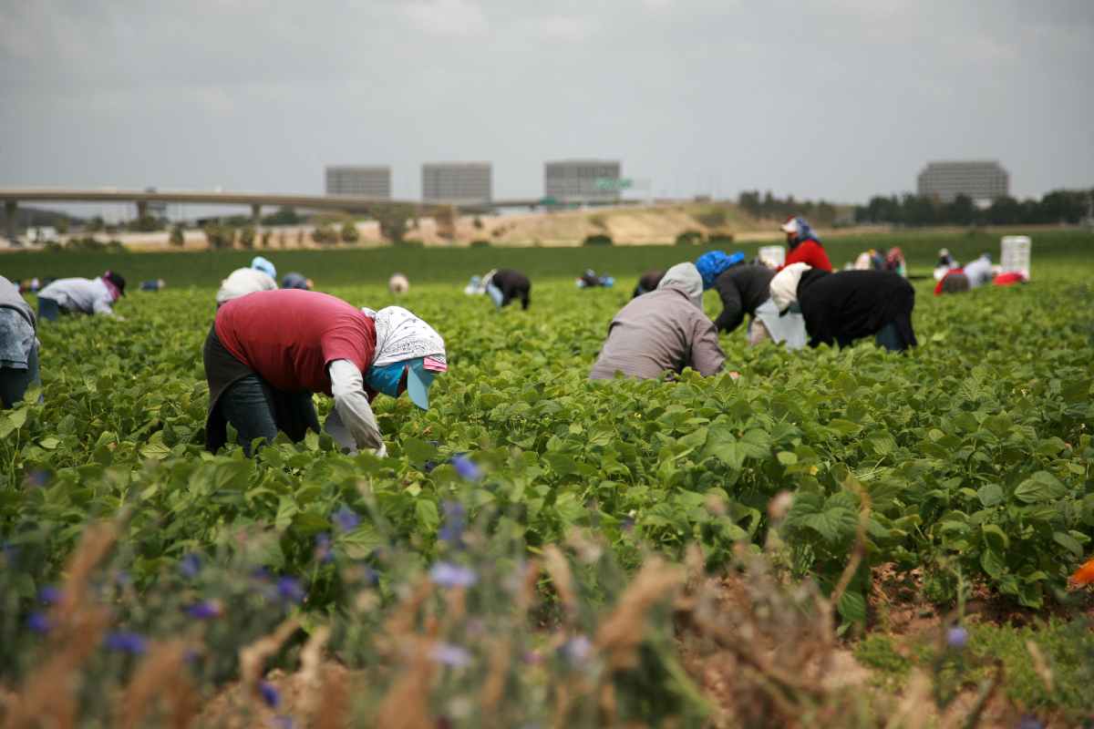 trabajadores agrícolas beneficiarios de recuperación de salarios en Estados Unidos.